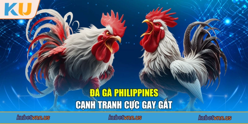 Đá gà Philippines cạnh tranh cực gay gắt
